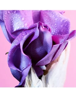 Allegra Ma'Magnifica Eau de Parfum