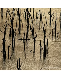 Aqua Allegoria Forte Rosa Rossa Eau de Parfum