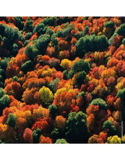 Aqua Allegoria Forte Rosa Palissandro Eau de Parfum