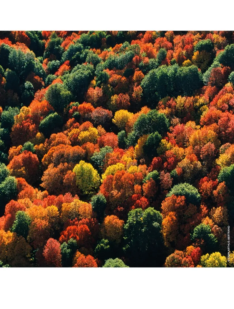 Aqua Allegoria Forte Rosa Palissandro Eau de Parfum