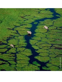 Aqua Allegoria Pera Granita Eau de Toilette - Refill