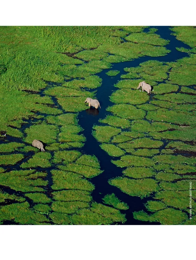 Aqua Allegoria Pera Granita Eau de Toilette - Refill