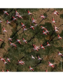 Aqua Allegoria Rosa Rossa Eau de Toilette