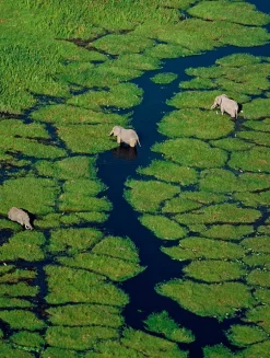 Aqua Allegoria Rosa Verde Eau de Toilette