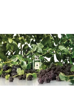 Blackberry & Bay Cologne