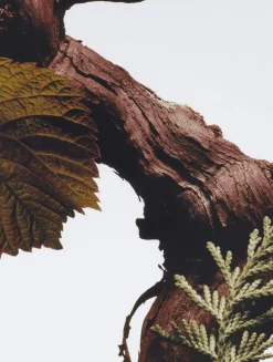 Cypress and Grapevine Home Candle