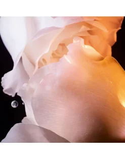 Dior Prestige La Lotion Essence de Rose - Moisturizing Lotion for Face and Neck