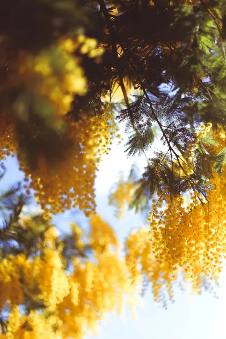 French Riviera Eau de Parfum