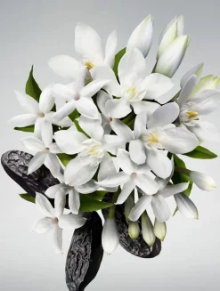 Good Girl Leg Elixir