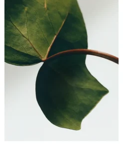 Ivy Small Solid Soap Duo Set