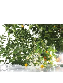 Orange Blossom Cologne