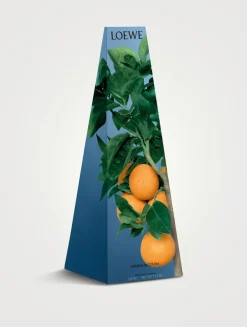 Orange Blossom Wax Candleholder