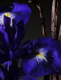 Vanilla Firenze Eau de Parfum