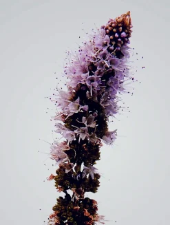 Verbena Outdoor Candle