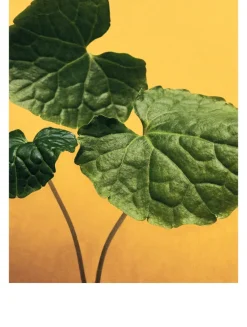 Wasabi Home Fragrance