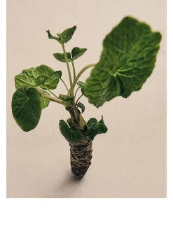 Wasabi Wax Candleholder